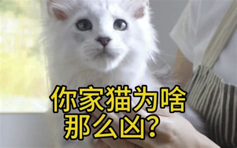 猫来家好吗|自来猫好不好？猫咪主动找上门的5大原因